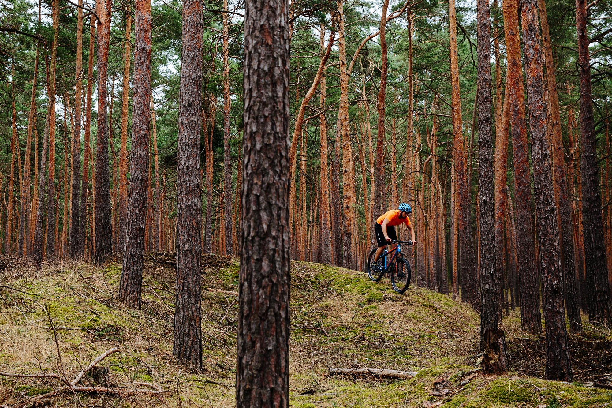Zwischen den Bäumen in einem Kiefernwald fährt ein Fahrradfahrer einen Abhang hinunter